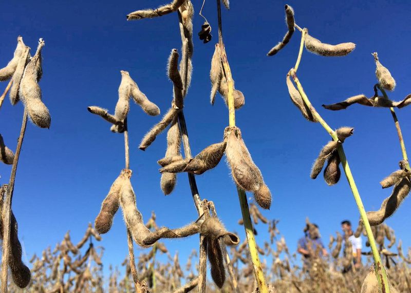 Exclusive-South Korea's CJ CheilJedang puts Brazil soy crusher CJ Selecta up for sale, sources say