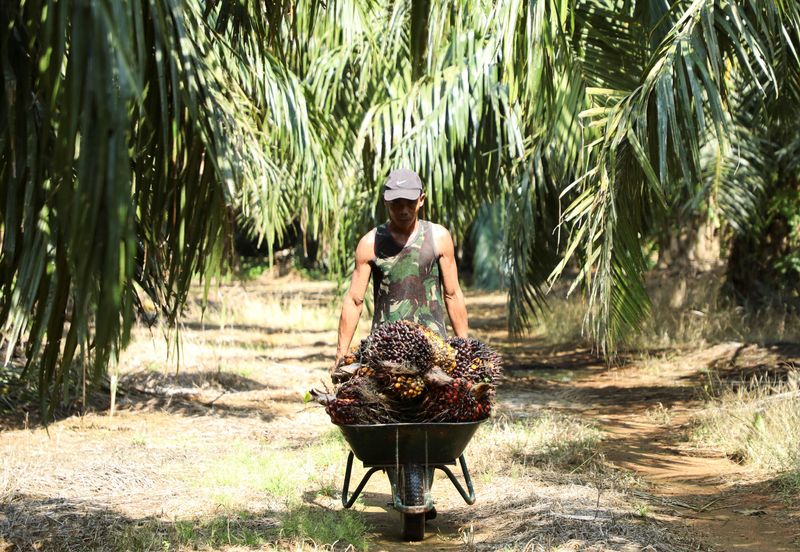 Malaysia says it could stop palm oil exports to EU after new curbs
