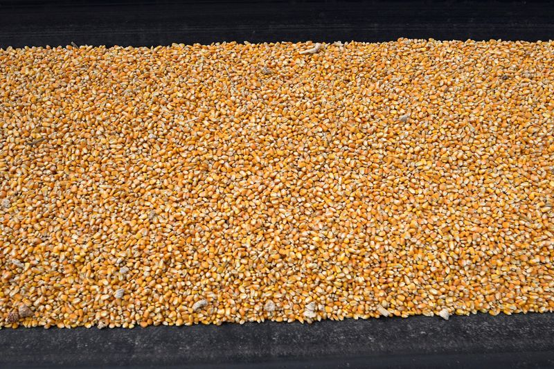 Mexico opens door for GM corn in animal feed, industrial use