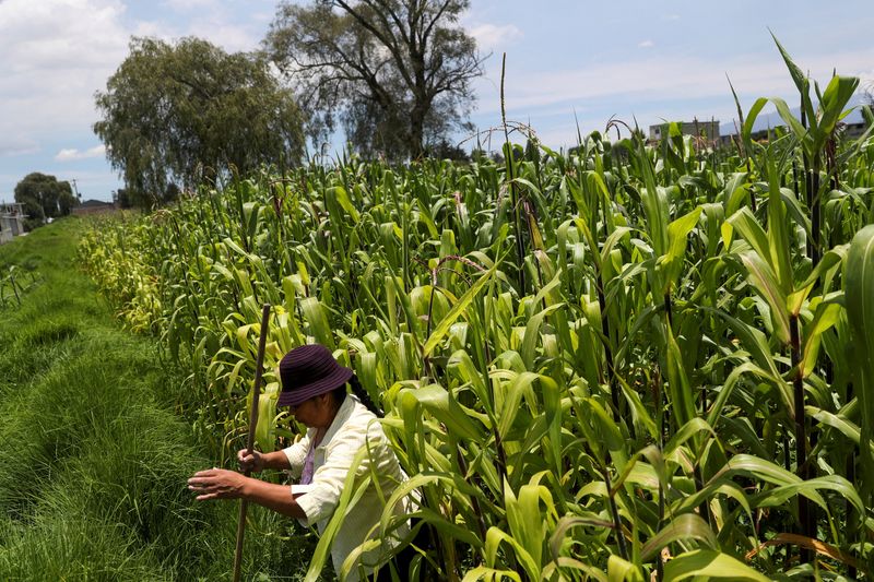 Explainer-What is the US-Mexico GM corn dispute about?