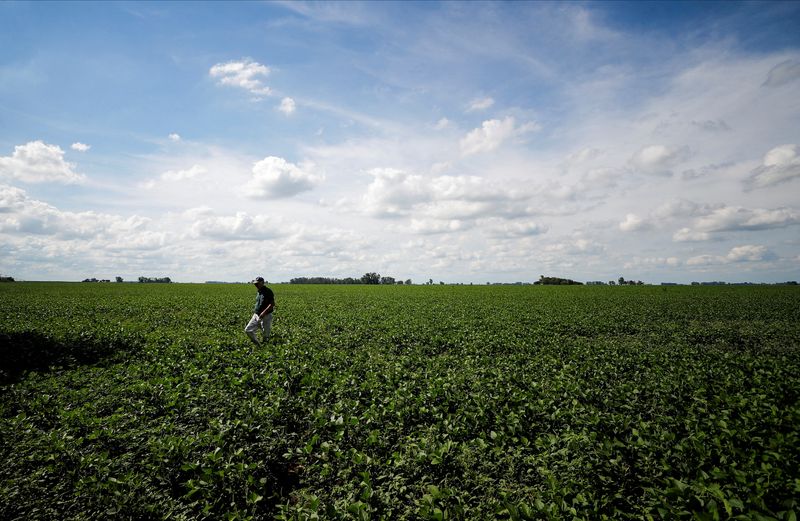 Argentina's latest 'soy dollar' scheme sees few takers on first day