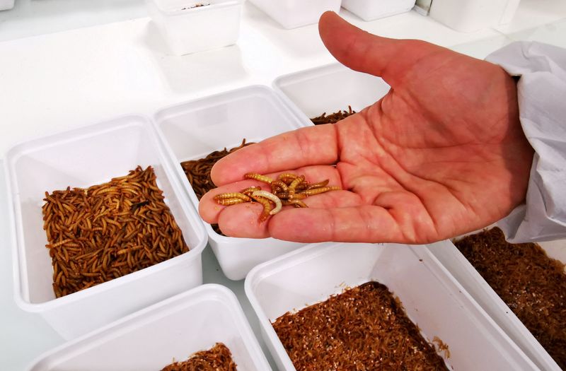 France's Ynsect to refocus bug business after capital increase