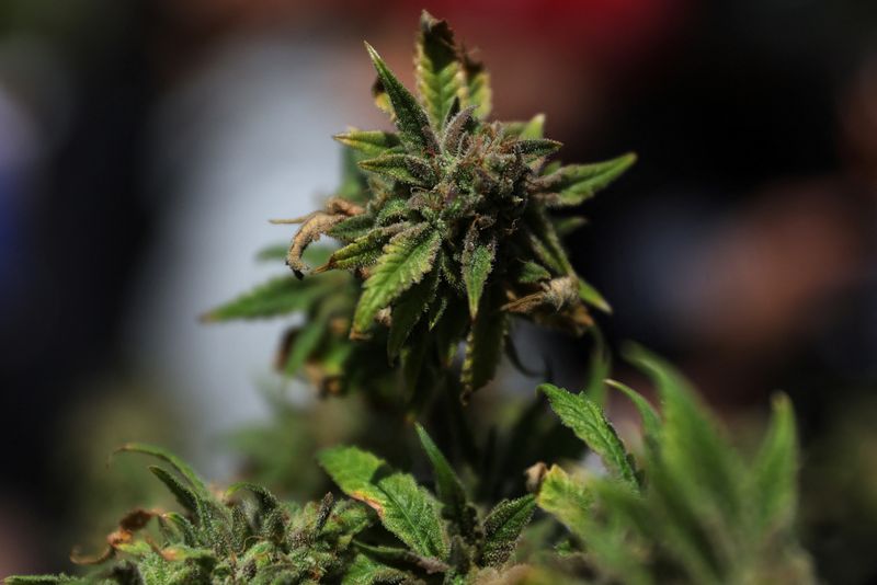 Green Thumb revenue rises as more US states allow marijuana use