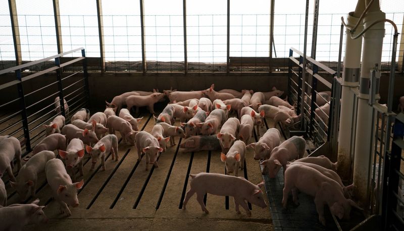U.S. Supreme Court preserves California humane pig confinement law