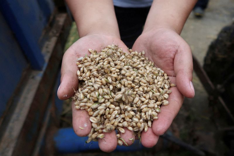 Exclusive: China snaps up Australian, French wheat as crop damage spurs buying spree