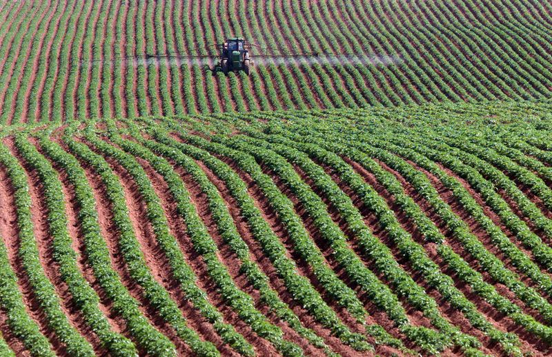 Bayer rolls out short corn variety tolerant of weather extremes