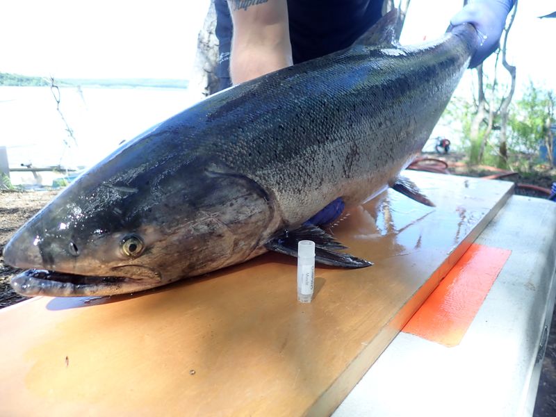 Alaska worries for its salmon run as climate change warms Arctic waters