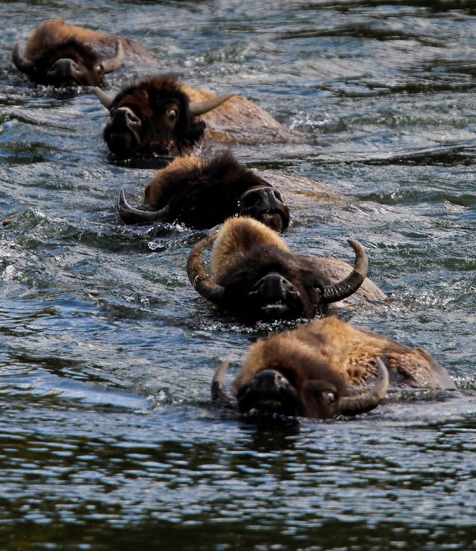 Bison gores Yellowstone Park visitor, tosses her in the air
