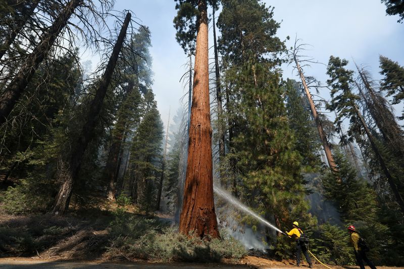 Giant sequoias survived a California wildfire. Next time, they may not be so lucky