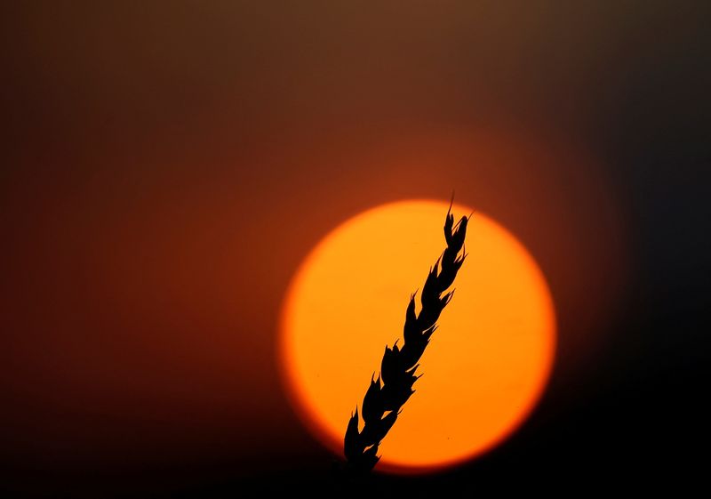Analysis-Biden debt relief plan disappoints Black farmers for avoiding race
