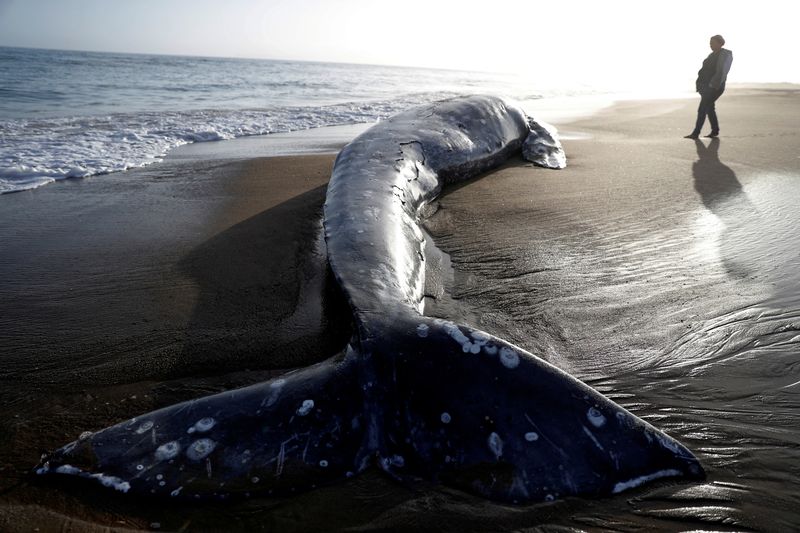New Jersey's New BPU President Dismisses Link Between Wind Farms and Whale Deaths