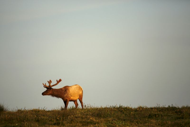 Eerie bugling sounds ring out, during elk mating season in Washington state