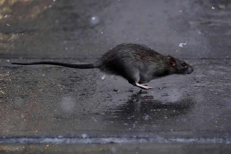 Help wanted: New York City seeks 'badass' rat czar