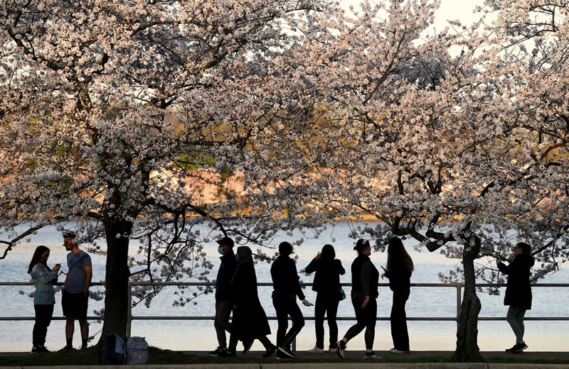 Thousands gather as cherry blossoms in Washington D.C. hit peak bloom