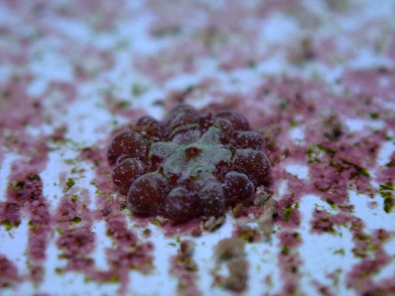 Scientists breed threatened Florida coral species in step toward reef restoration