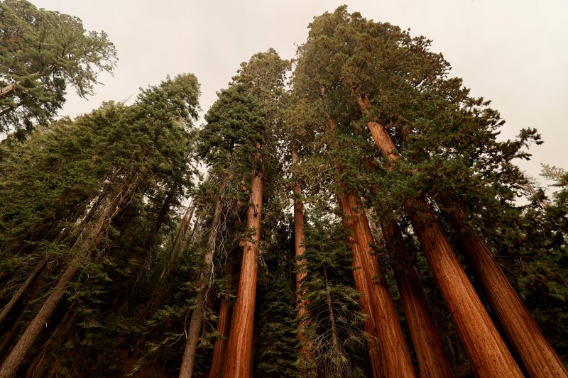 Biden unveils plans to rescue giant trees as part of Earth Day