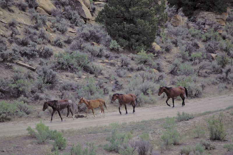 Equine virus identified in deaths of wild captive horses in Colorado