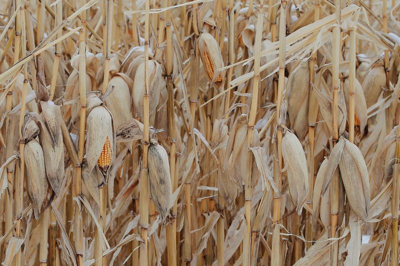 Exclusive-U.S. Energy Department to allocate $118 million to biofuels projects