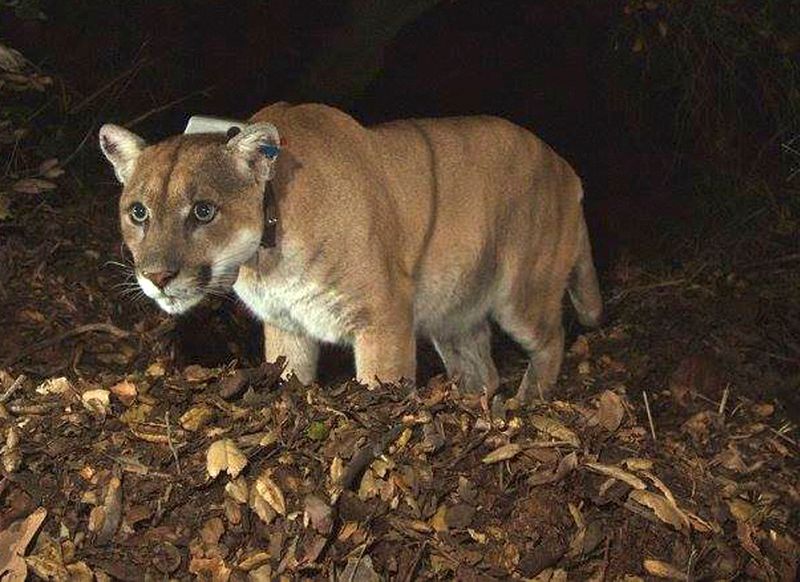 Famed California mountain lion celebrated at Los Angeles event