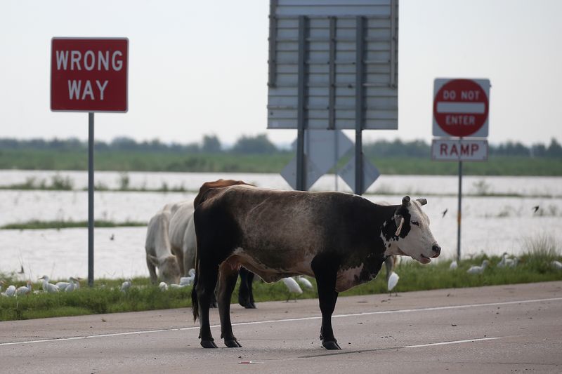 Judge rules New Mexico feral cattle can be shot from helicopters