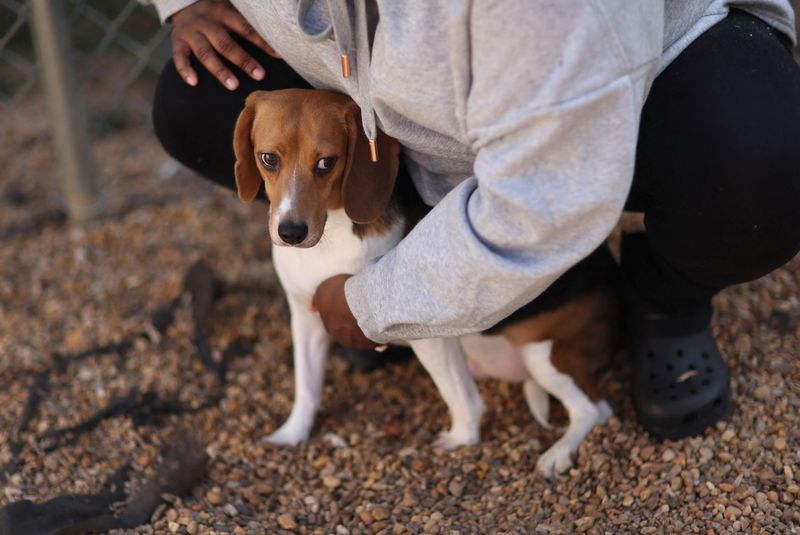 Events leading up to the seizure of 4,000 beagles at Envigo facility