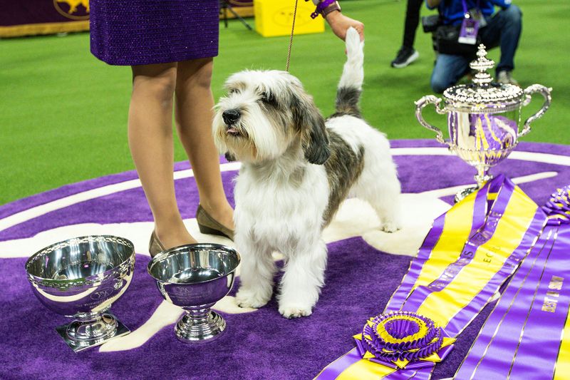 Dog named Buddy Holly is first of its breed to win Westminster show