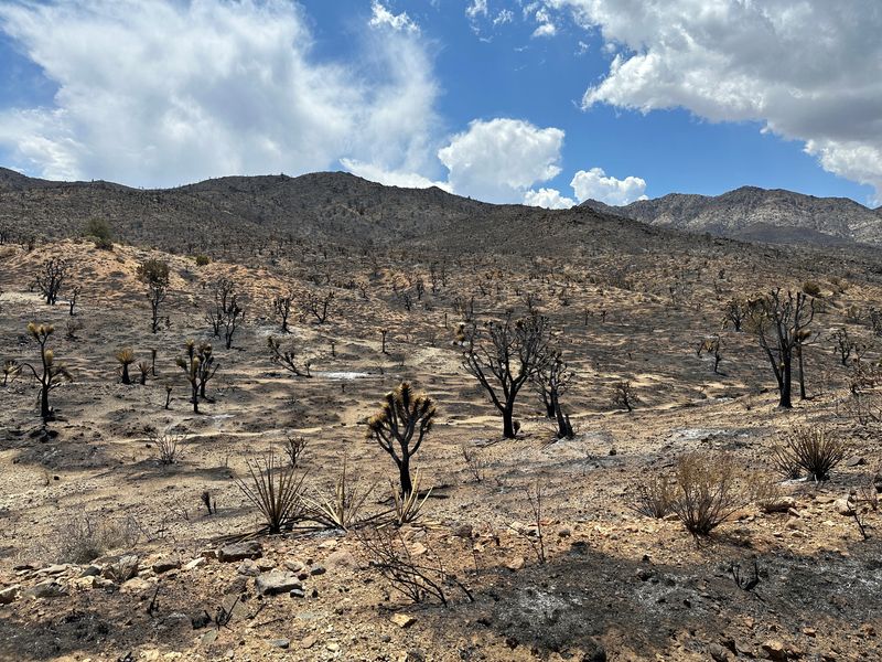 California fire scorching precious Joshua trees