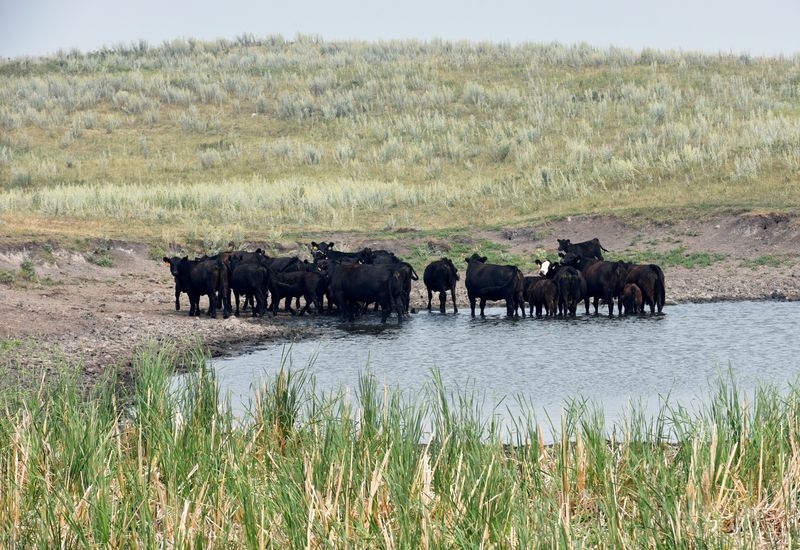 Heat, humidity kill hundreds of US cattle during world's hottest month