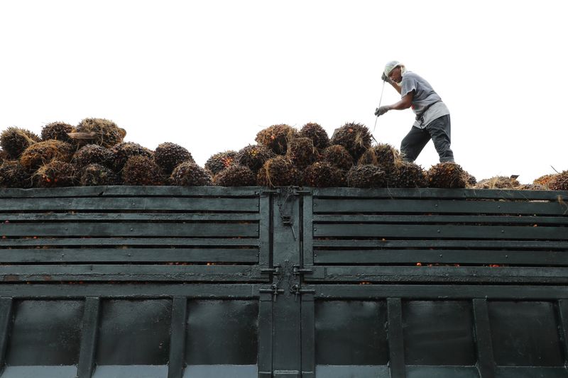 Malaysia keeps March crude palm oil export duty at 8%