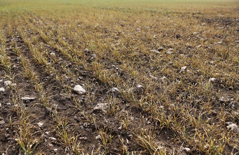 Morocco to spend $1 billion to mitigate drought impact- palace