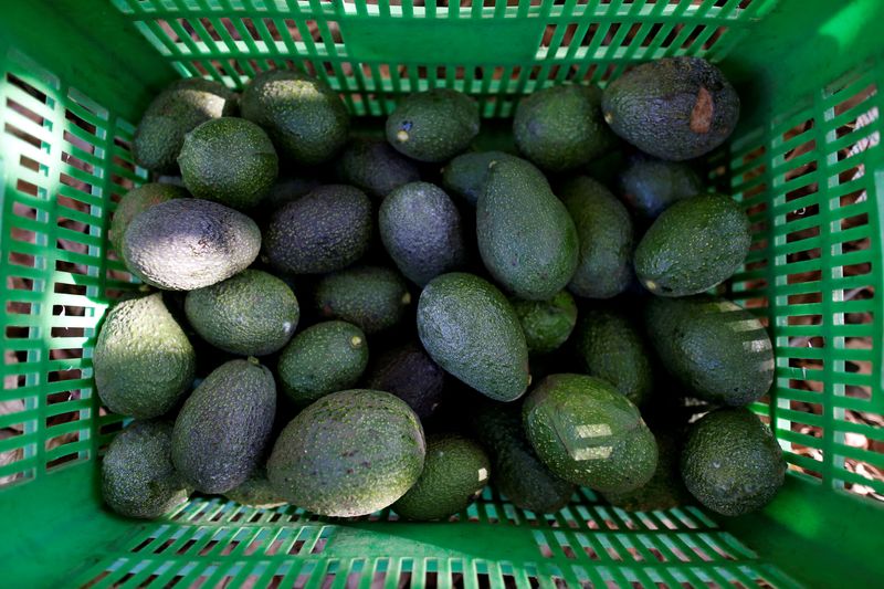U.S. will immediately resume Mexican avocado imports, USDA says