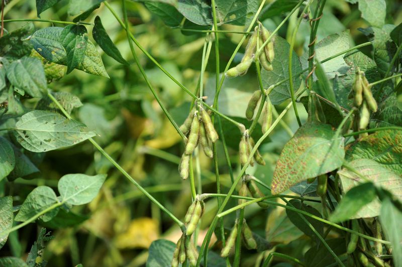 With fertilizer costs high and seeds scarce, U.S. farmers turn to soy