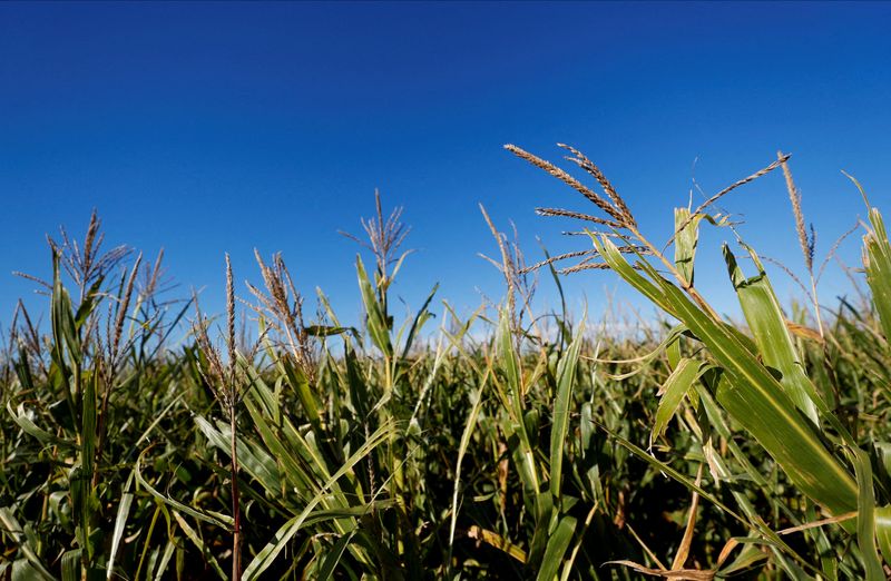China Is Hoarding Grain And Corn Amid Global Food Shortages