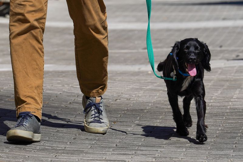 Cash-strapped Britons give up pets as living costs soar