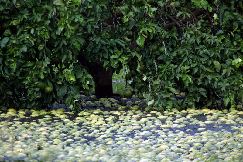 Hurricane Ian to worsen bleak outlook for U.S. orange juice industry
