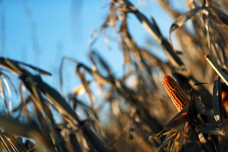Spain set to approve emergency U.S., Argentina corn buying