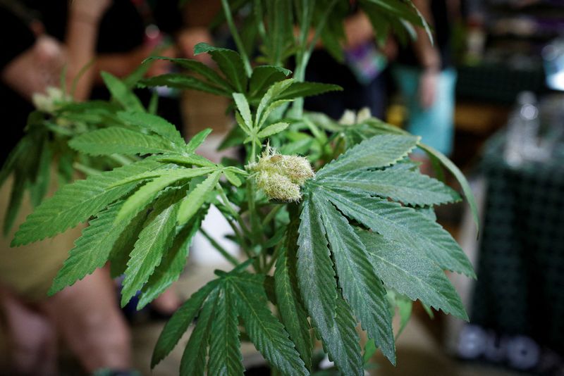 Trulieve Cannabis posts 24% jump in core profit as pot demand surges