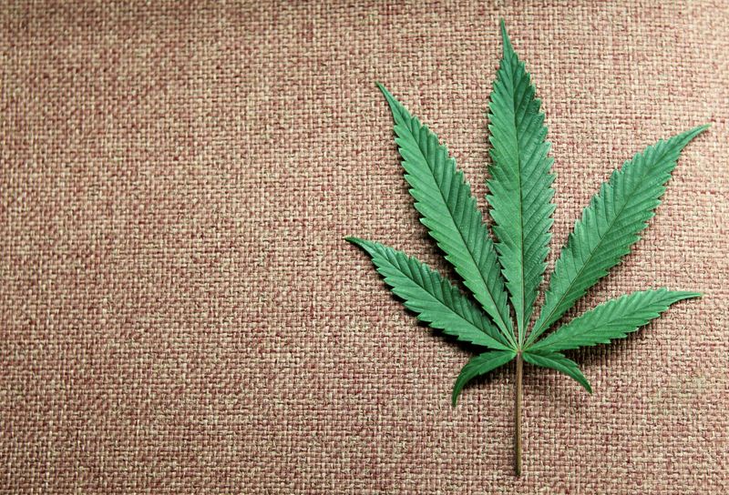 Cannabis compound CBD stops coronavirus in test tube, but can it treat COVID?
