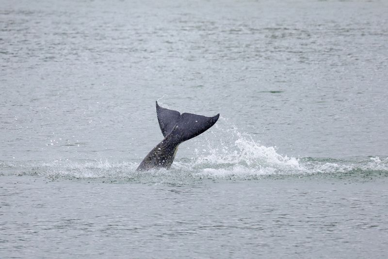 Terminally ill whale adrift in Seine to be euthanised after failed rescue bid