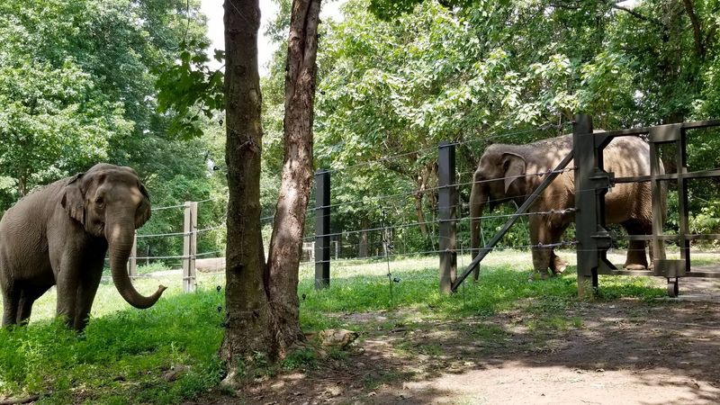 Happy the elephant is denied personhood, to stay at Bronx Zoo