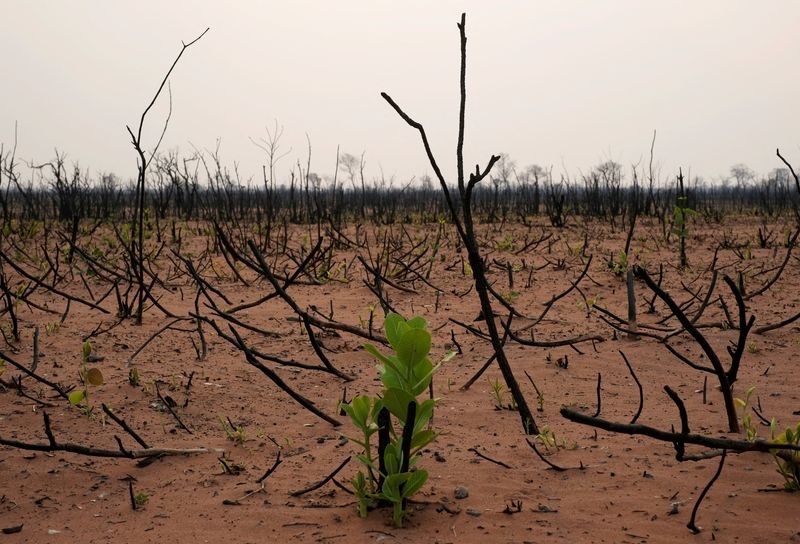 As deadline looms, countries struggle to agree on protecting nature