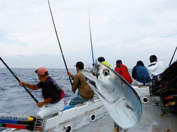 Fatty 'katsuo' fish may foreshadow climate change, threat to japan's sushi