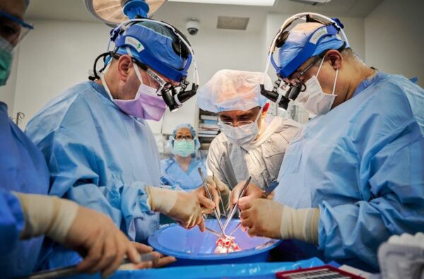Two pig heart transplants succeed in brain-dead recipients