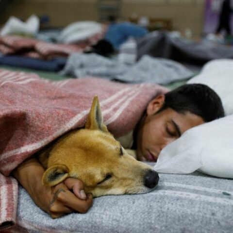Brazilian city's homeless get incentive for going to shelter: beds for their pets - photo licensed by shore news network.