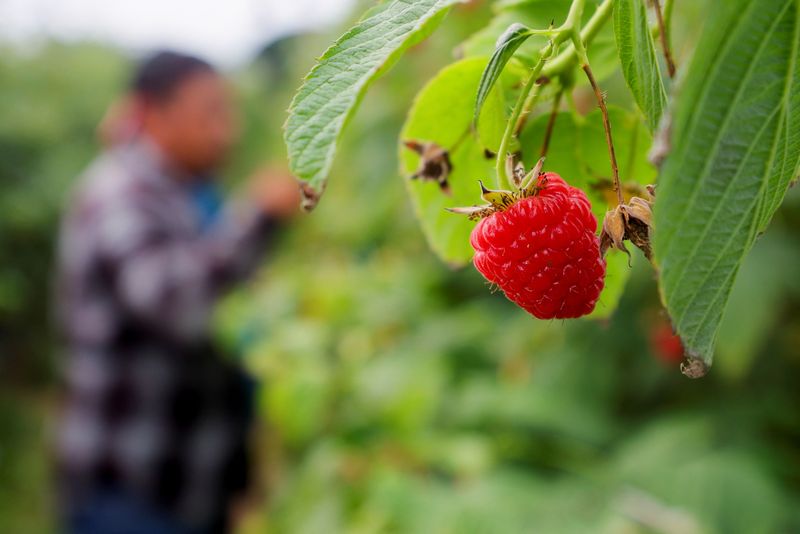 Drought, high costs bring U.S. berry giants to Canada's maple syrup land