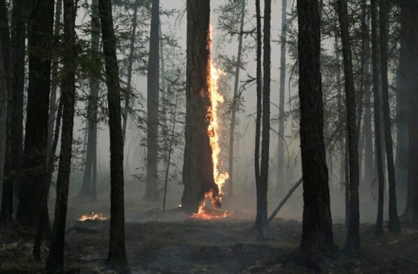 Why Arctic wildfires are releasing more carbon than ever