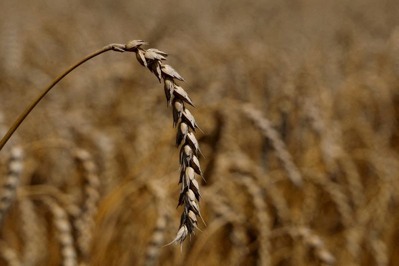 Ukraine military successes may widen winter sowing area- farm ministry
