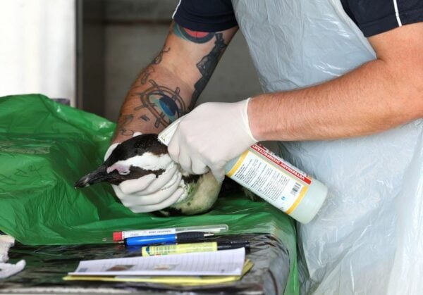 More penguins dying from avian flu at cape town's boulders beach colony - photo licensed by shore news network.