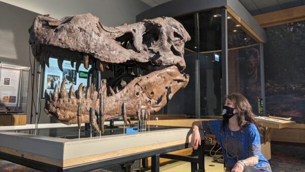 What caused holes in sue the t. Rex's jawbone? Scientists are stumped | photo licensed by shore news network. What caused holes in sue the t. Rex's jawbone? Scientists are stumped - photo licensed by shore news network.
