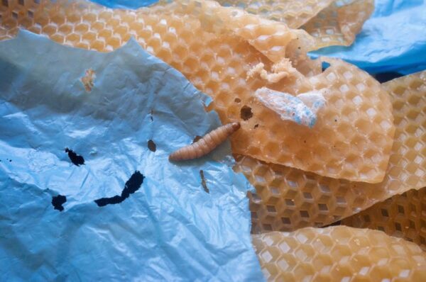 Lowly wax worm's saliva may boost fight against plastic pollution